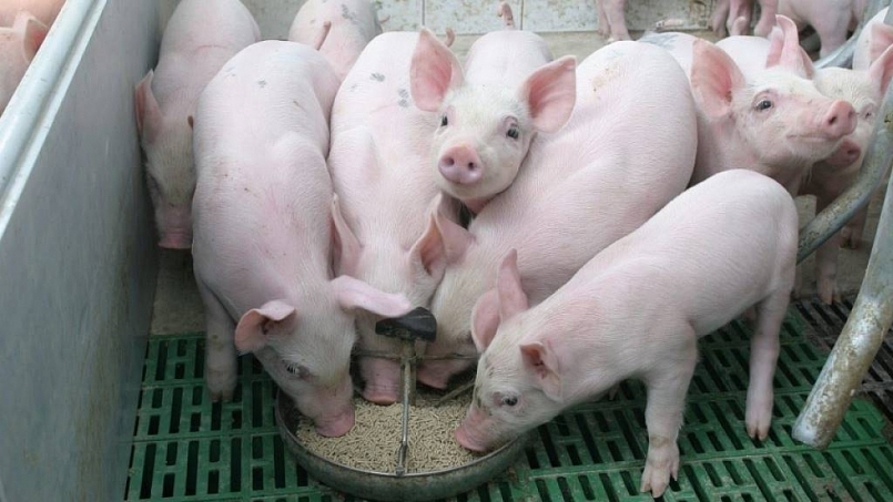 Giá thịt lợn hôm nay 7/1: Tăng ở nhiều địa phương