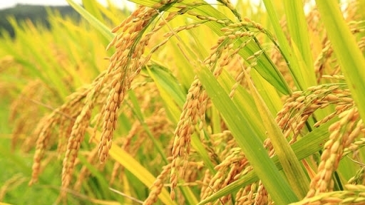 Dự kiến giá gạo tiếp tục giữ vững ở mức cao trong tháng 1/2021