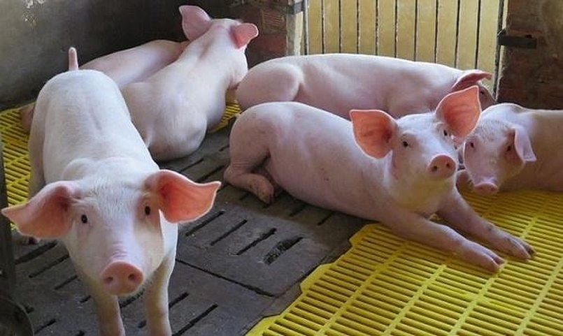 Giá thịt lợn hôm nay 17/1: Miền Bắc cao nhất đạt 86.000 đồng/kg