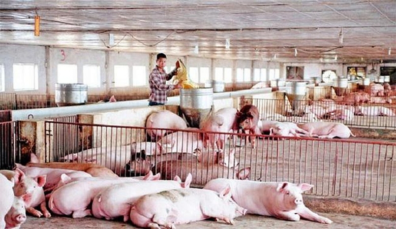 Giá thịt lợn hôm nay 30/1: Giảm thêm từ 1.000 đến 2.000 đồng/kg