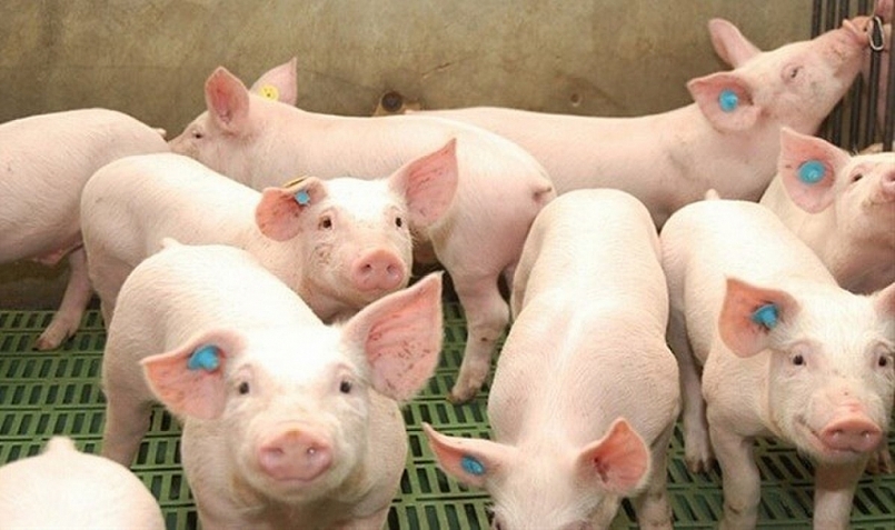 Giá thịt lợn hôm nay 31/1: Không vượt mốc 84.000 đồng/kg