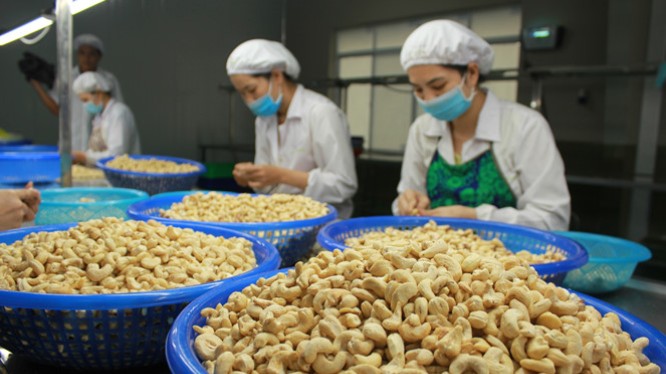 Xuất khẩu hạt điều sang thị trường EU tăng mạnh trong năm 2021