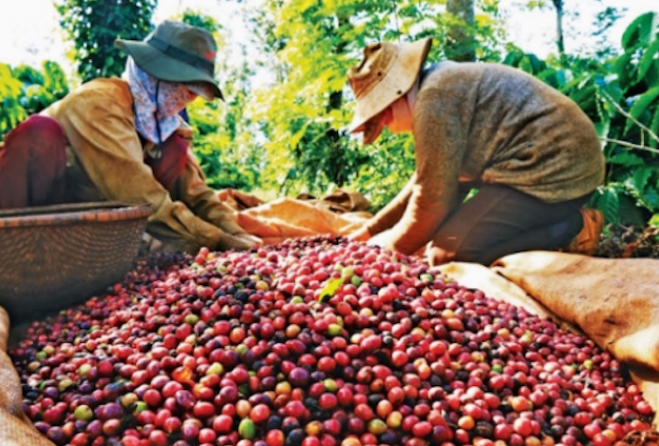 Hiệp định EVFTA sẽ giúp ngành hàng cà phê Việt Nam tạo lợi thế cạnh tranh tại thị trường EU