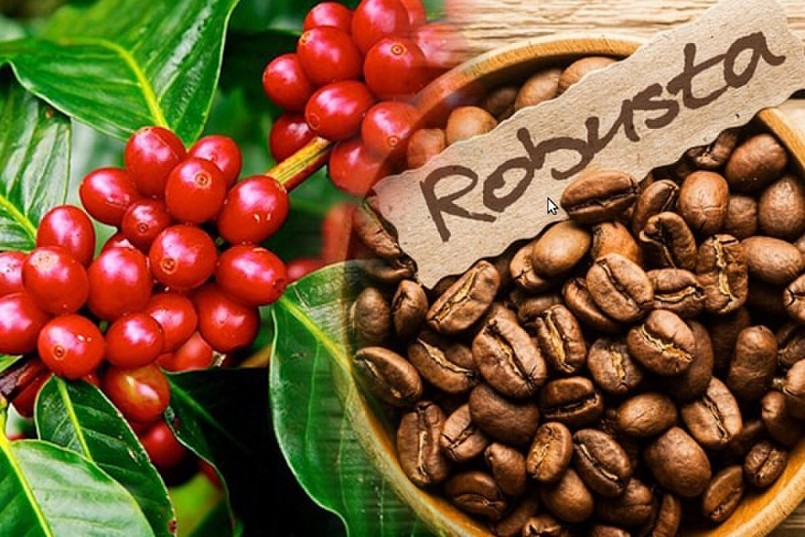 chủng loại cà phê xuất khẩu của Việt Nam tập trung chủ yếu là cà phê Robusta