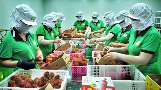 Trung Quốc tăng nhập khẩu rau quả chế biến từ Việt Nam
