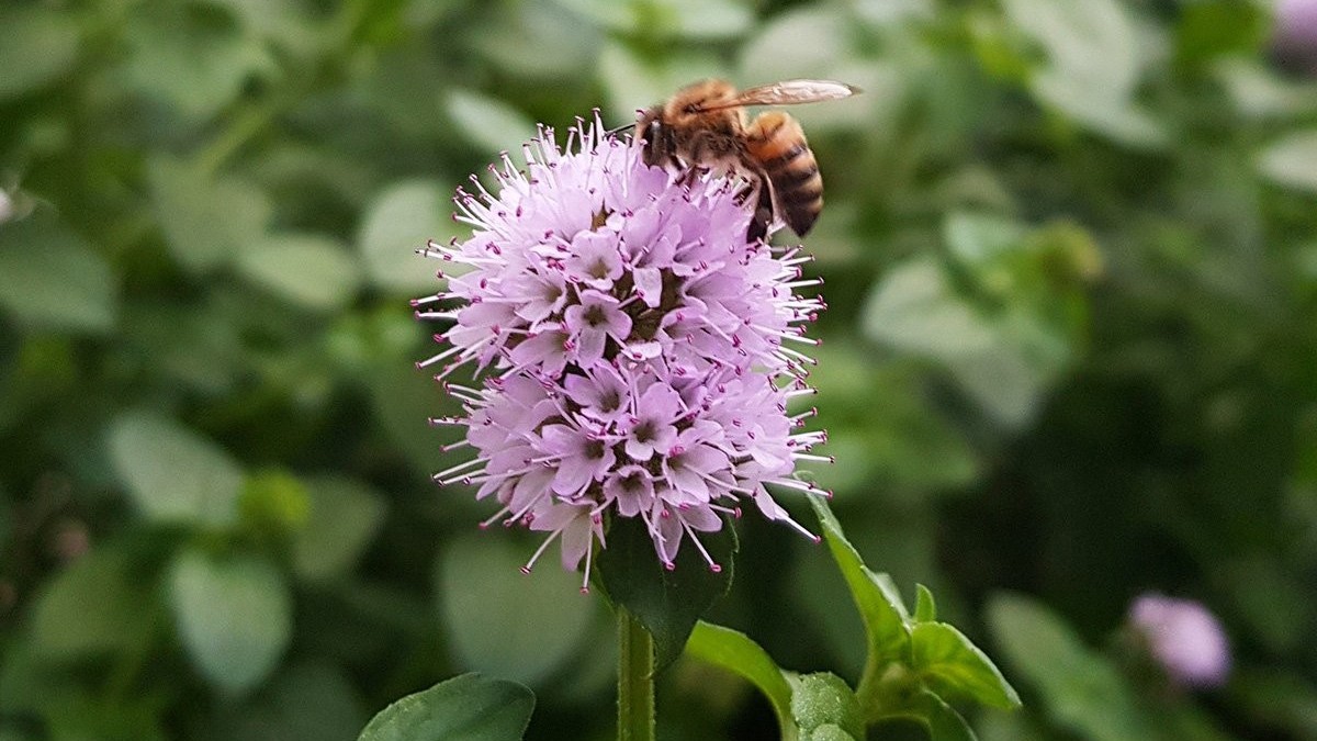 Nâng cao chất lượng mật ong bạc hà bằng công nghệ sấy tuần hoàn lạnh