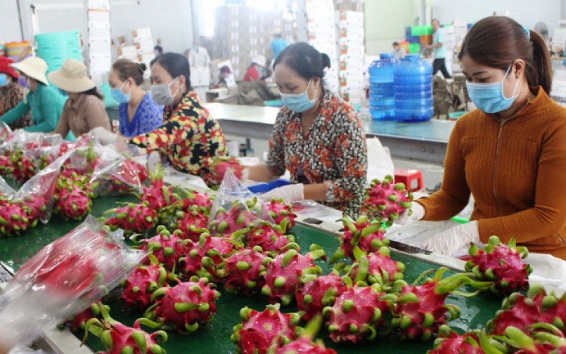 Xúc tiến xuất khẩu Thanh Long Việt Nam sang thị trường Ấn Độ