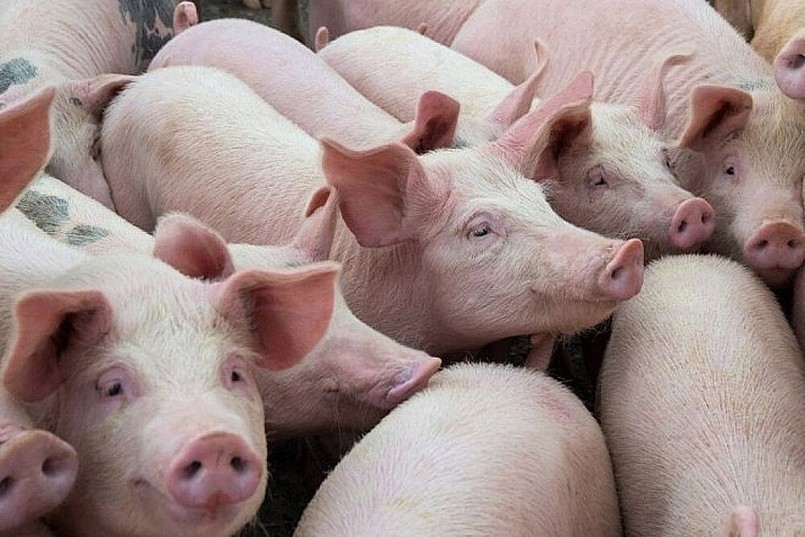 Cập nhật giá lợn hơi hôm nay 23/1/2022: Tăng mạnh trong tuần