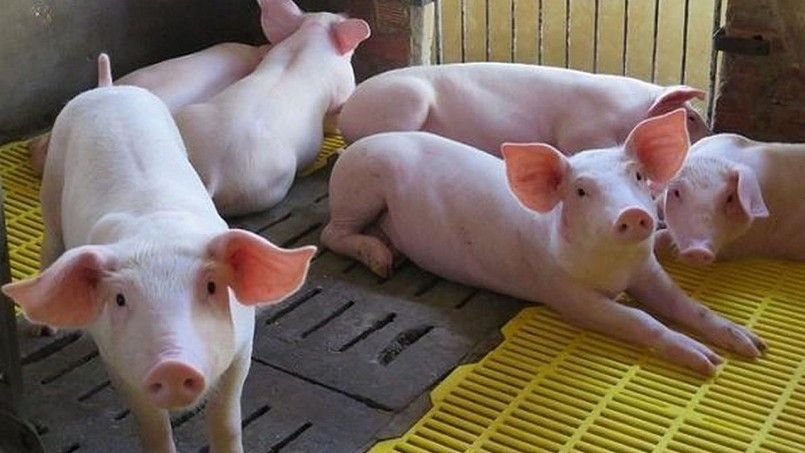 Cập nhật giá lợn hơi hôm nay 29/1/2022: Tăng rải rác ở miền Trung, Tây Nguyên