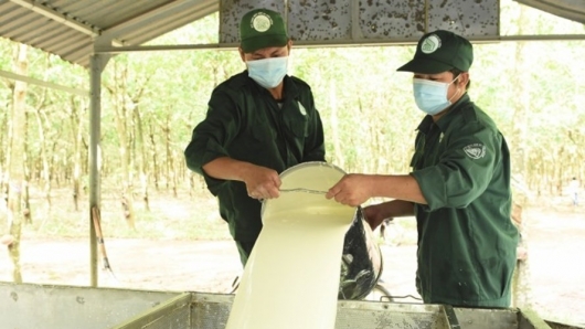 Cao su sẽ bước vào chu kỳ tăng giá khá mạnh
