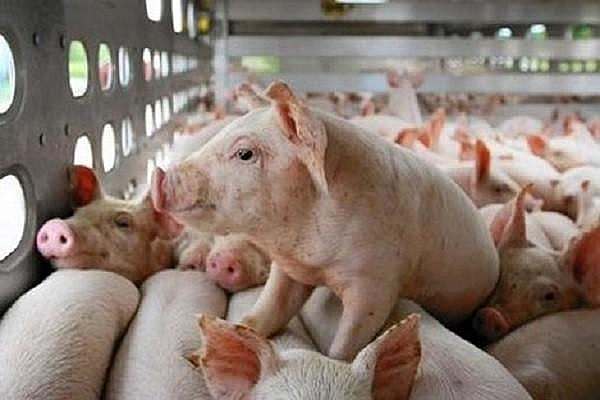 Năm 2020, nhập khẩu thịt lợn tăng 382% so với cùng kỳ