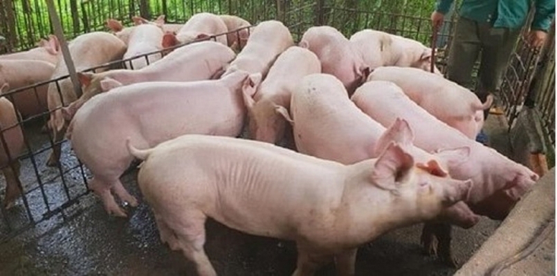 Giá thịt lợn hôm nay 21/2: Dao động từ 74.000 - 79.000 đồng/kg