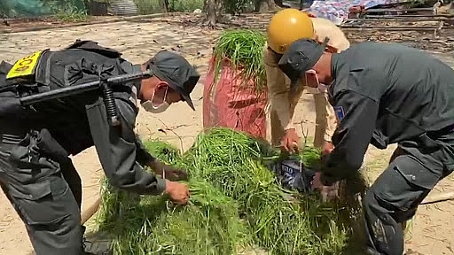 An Giang: Tạm giữ 2.000 gói thuốc lá ngoại nhập lậu được ngụy trang trong gánh cỏ