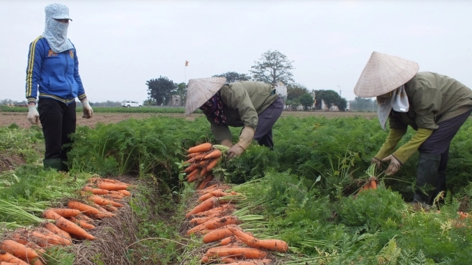 Hàn Quốc nhập khẩu cà rốt của Việt Nam trở lại từ 4/3