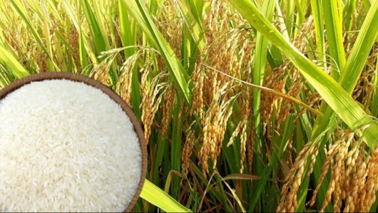 TT lúa gạo Châu Á: Gạo Việt Nam vững giá