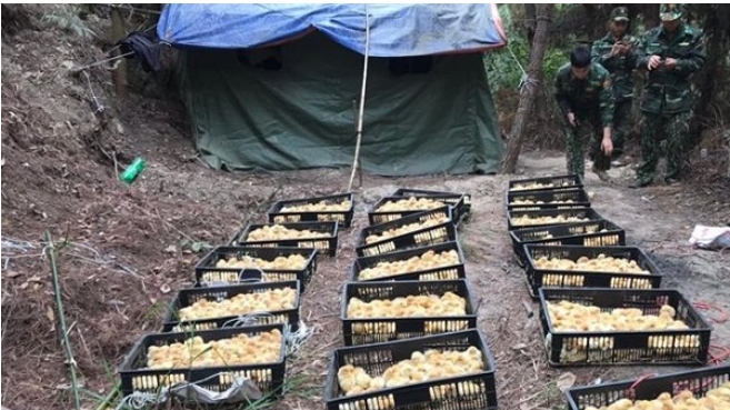 Lạng Sơn: Thu giữ 5.000 con gà giống nhập lậu