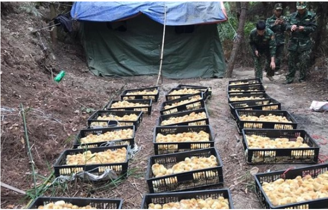 Lạng Sơn: Thu giữ 5.000 con gà giống nhập lậu