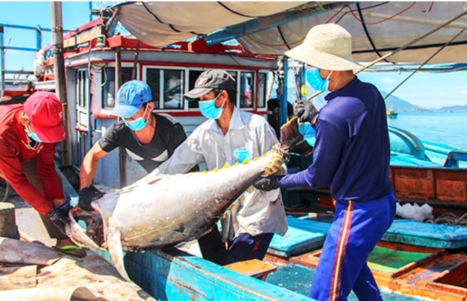 Tàu cá khai thác xa bờ cập cảng Đá Bạc (TP. Cam Ranh) để tiêu thụ thủy sản.