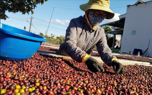 Để đáp ứng yêu cầu khắt khe từ các thị trường, ngoài việc nâng cao chất lượng sản phẩm, ngành cà phê cần chú trọng đến khâu truy xuất nguồn gốc, nâng cao năng lực sản xuất. 