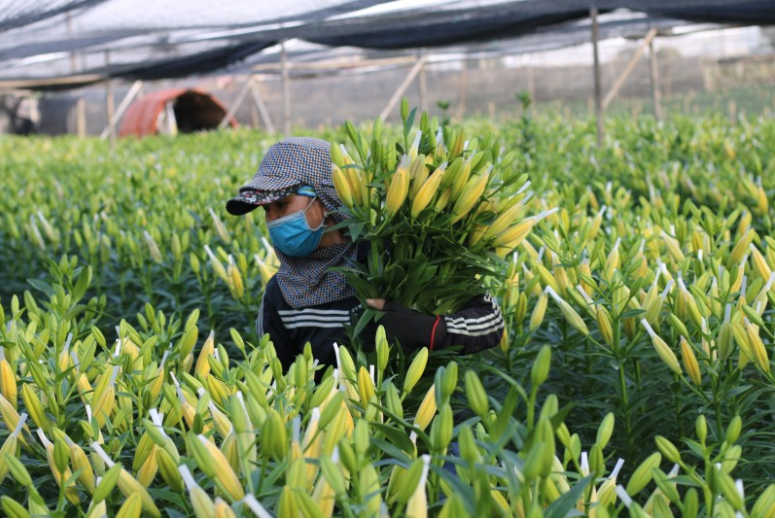 Hà Nội: Chuyển đổi từ đất trồng lúa sang trồng hoa cho thu nhập cao