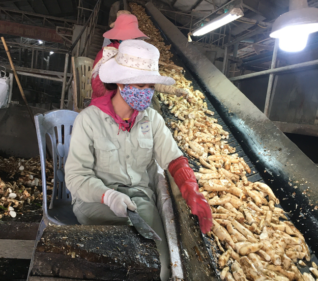 Dự báo xuất khẩu sắn và các sản phẩm từ sắn sang Trung Quốc gặp nhiều khó khăn