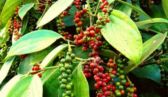 Cập nhật giá hồ tiêu hôm nay 27/2/2022: Thị trường lặng sóng