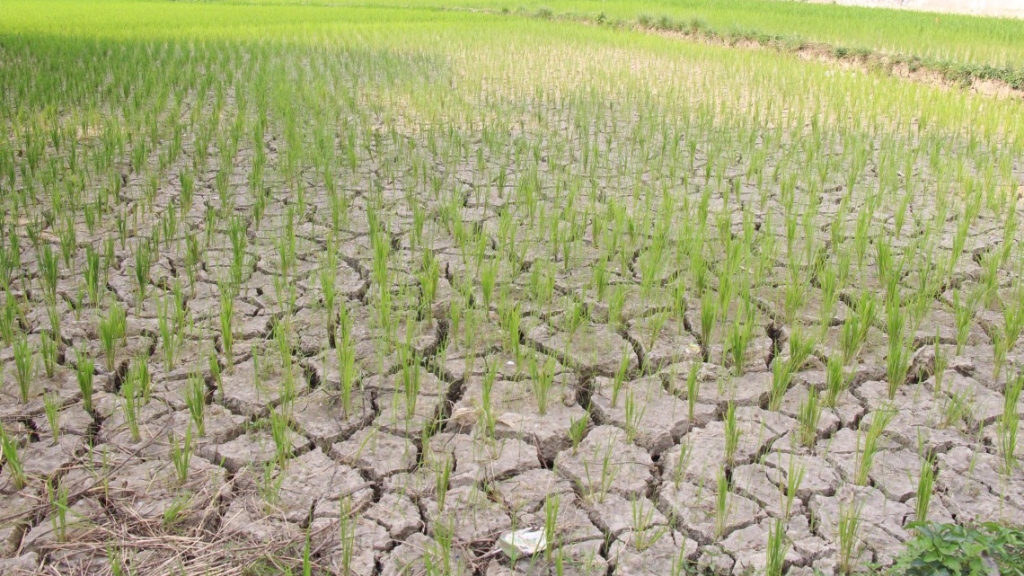 Thanh Hóa: Dự báo khoảng 4.775 ha lúa đông xuân có nguy cơ ảnh hưởng do xâm nhập mặn