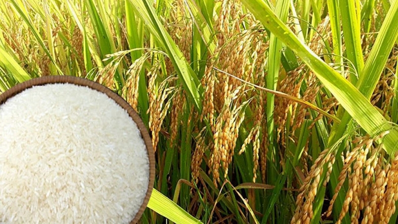 Giá gạo hôm nay 11/3: Trong nước tiếp tục giảm