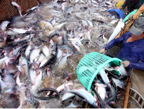 Xuất khẩu cá tra sang Anh tiếp đà tăng mạnh