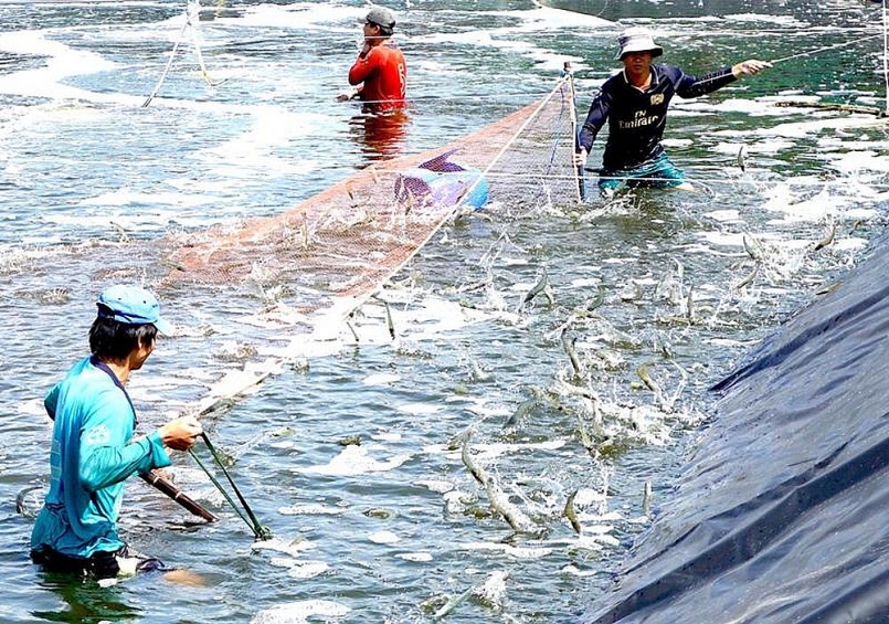 Hơn 1.897ha nuôi trồng thủy sản bị thiệt hại do dịch bệnh