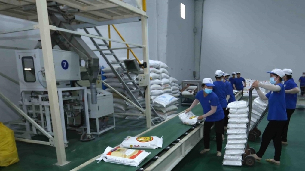 Việt Nam có 207 thương nhân đủ điều kiện kinh doanh xuất khẩu gạo