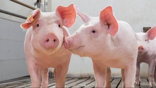 Giá thịt lợn hôm nay 27/3: Tăng không vượt quá 2.000 đồng/kg