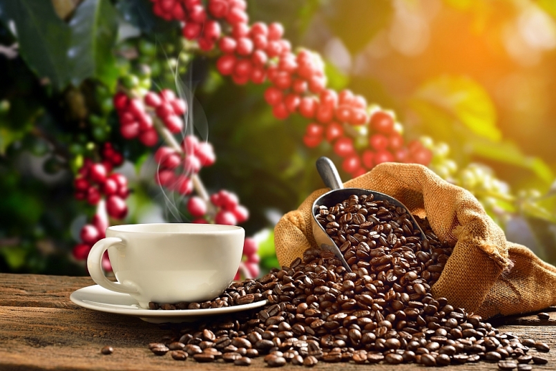 Giá cà phê hôm nay 27/3: Tăng từ 300 - 400 đồng/kg