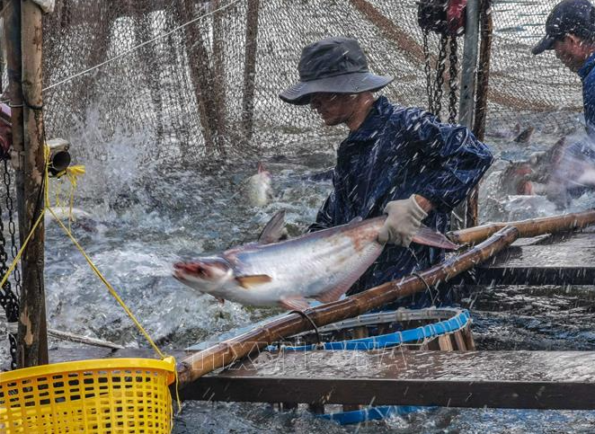 Thu hoạch cá tra tại thành phố Cần Thơ. Ảnh: Thanh Liêm/TTXVN