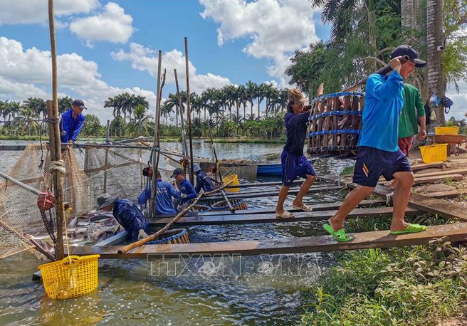 Nhân công thu hoạch cá tra ở quận Bình Thủy (thành phố Cần Thơ). Ảnh: TTXVN