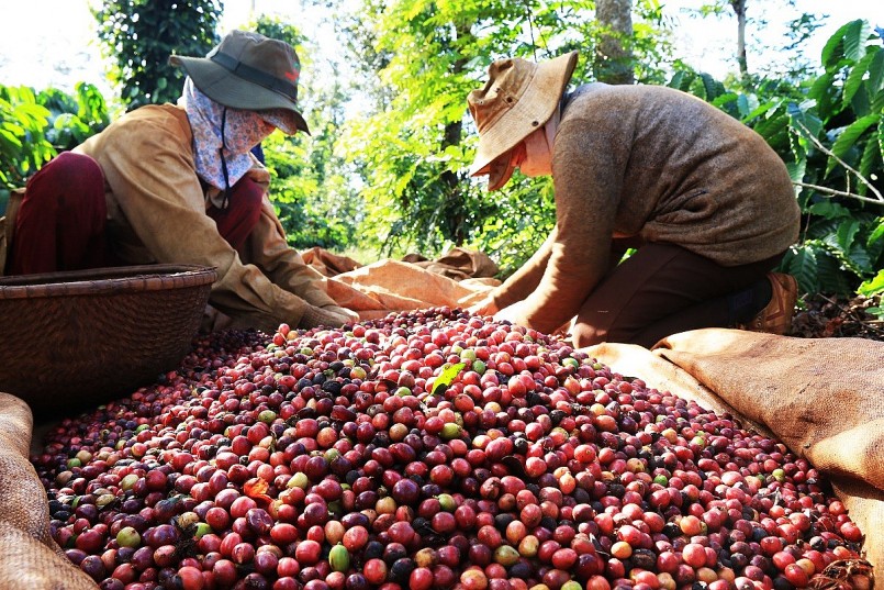 Nhật Bản tăng nhập khẩu cà phê từ Việt Nam
