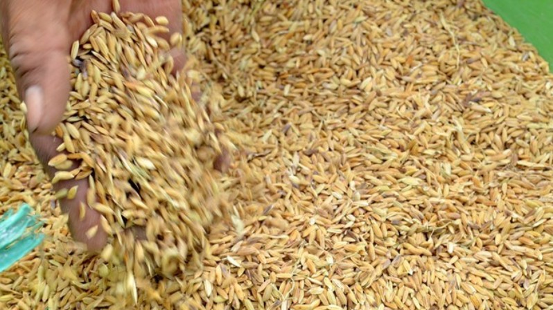 Xuất cấp 263 tấn hạt giống hỗ trợ tỉnh Ninh Thuận