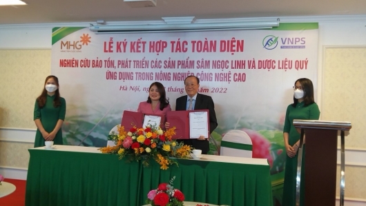 VNPS và MHG hợp tác nghiên cứu bảo tồn, phát triển các sản phẩm Sâm Ngọc Linh