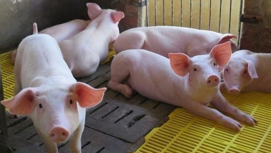 Giá thịt lợn hôm nay 3/4: Bắc, Nam tăng giảm trái chiều