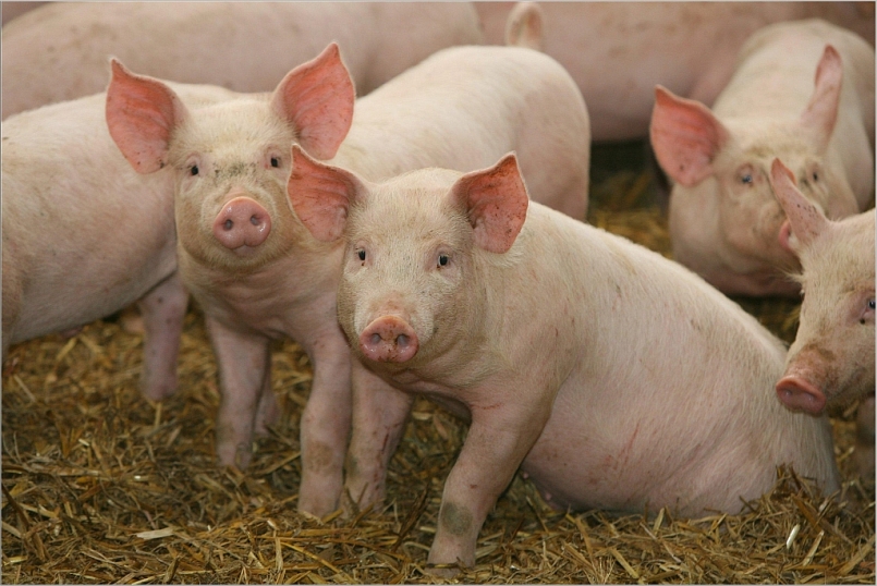 Giá thịt lợn hôm nay 4/4: Trong khoảng từ 73.000 - 77.000 đồng/kg