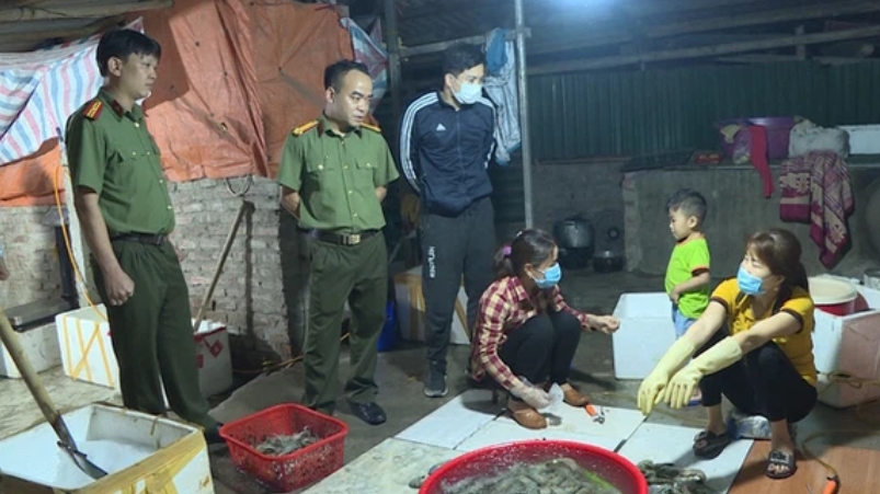 Hà Nội: Bắt quả tang một cơ sở bơm tạp chất vào tôm tại quận Hoàng Mai