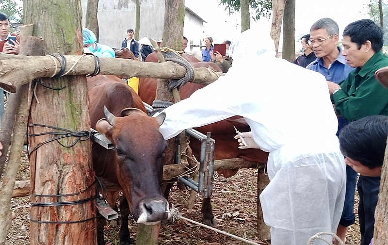 Hà Nội: Xem xét việc tiêm vaccine phòng bệnh viêm da nổi cục cho toàn bộ trâu, bò