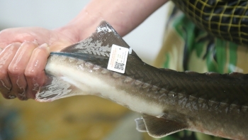 Lào Cai gắn tem truy xuất nguồn gốc cho cá tầm, cá hồi