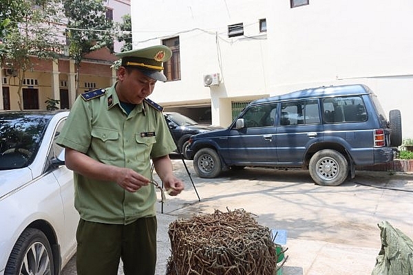 Lạng Sơn: Chặn đứng xe ô tô biển số giả vận chuyển lậu gần 700kg dược liệu