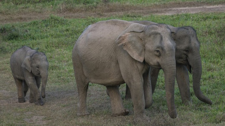 Điều chỉnh Đề án bảo tồn voi Việt Nam