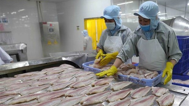 Dự báo quý II xuất khẩu cá tra tăng trên 50%