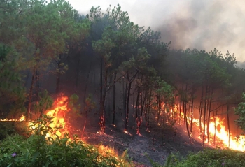 Cảnh báo nguy cơ cao cháy rừng ở các tỉnh Trung Bộ