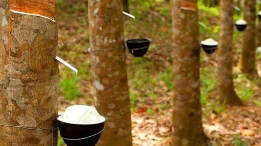 Giá cao su hôm nay 24/5: Cao su thiên nhiên đã bắt đầu tăng trở lại