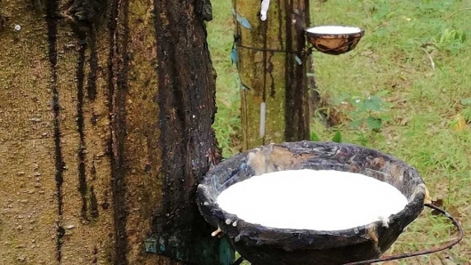 Giá cao su hôm nay 28/5: Quay đầu giảm