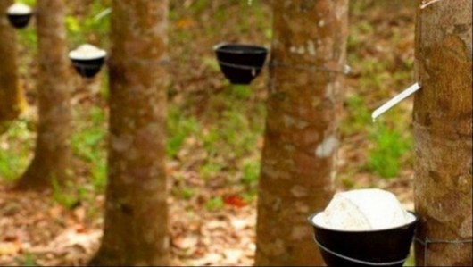 Giá cao su hôm nay 30/5: Một tuần lao dốc